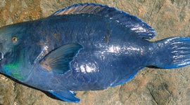 釣ってきたアオブダイで食中毒か　男性死亡