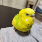 カズナル　～鳥達の襲撃