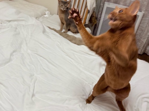 荒ぶるお姉ちゃんを呆然と見るわか坊