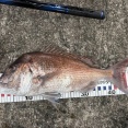 釣りしてるんやがええの釣れた