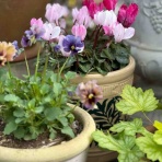 チップ・マリーへ ようこそ！