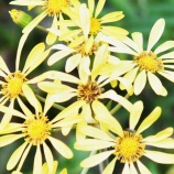 『ガイダンス(252)2025年10月』の画像