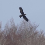 ハヤブサを追って