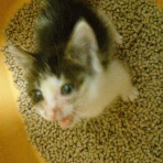 ダイビング　熊本　ｍｉｚ遊び