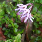 マー坊のリハビリ写真撮り歩き日記