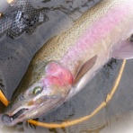 F・Fとしての証