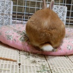 ぷぅぷぅな毎日