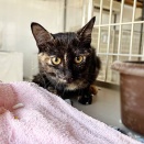 里親さんを待ってる猫たち(12/21)