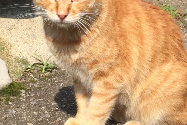茶トラ 人馴れしていないシャーシャーな3歳の茶トラ猫😸 (chibi) 三十八