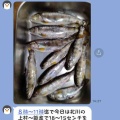 本日の釣果
