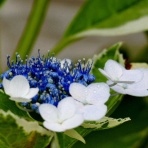 ひまじんの写真館