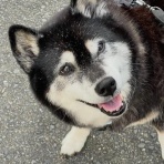 柴犬アトム🌈・黒柴アラレの日々是好日
