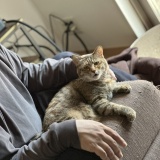 告知と愛猫トーク