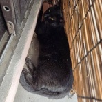 馴れていない成猫の幸せへの道