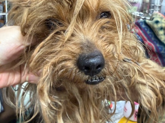 毛玉だらけのヨーキーさんトリミング