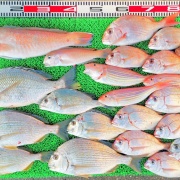 2025年11月16日　釣果