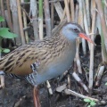 クイナの蔵出し画像14🦜（多々良沼公園）