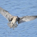 2026年5月12日の野鳥公園