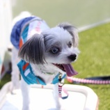 『10月1日（土）～2日（日）は譲渡会です』の画像