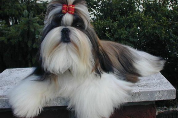 ペットショップ ホームページ作成 ペット紹介 犬