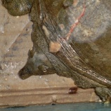 『すっぽんがでた！』の画像