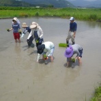 みねざきファーム