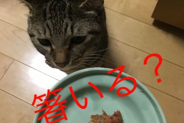 Totojijilife トトさんとジジさんがいる生活