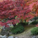 栗林公園の紅葉