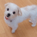 『今日のマルチーズ達🐶』の画像