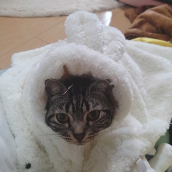実物のﾈｺﾁｬﾝたちセカンド276