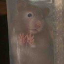 初めての飼育🐹
