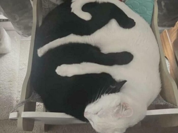 外国人「ヤラセを疑うほど完璧にマッチしてるものを集めてみたｗｗｗｗ」