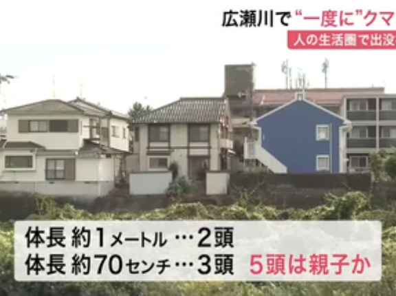 仙台市青葉区の広瀬川の河川敷､一度にクマ5頭 JR仙台駅から約3キロ