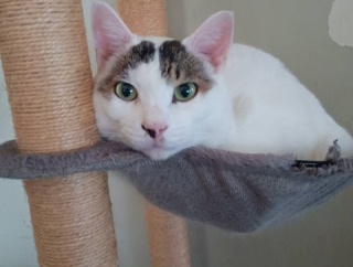 同じ猫でも性格ぜんぜん違う。と、緑の鉱石つくりました。