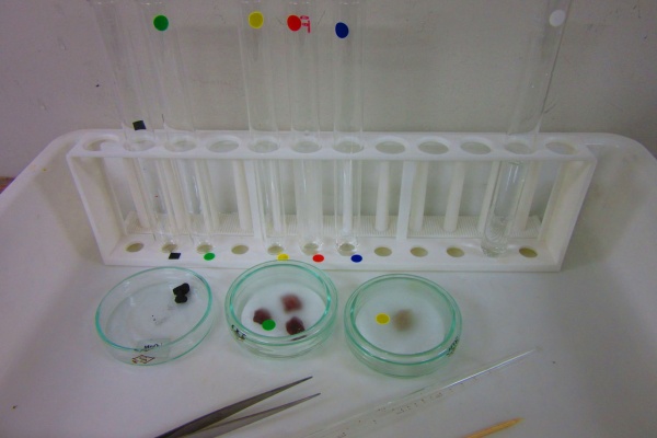 生物実験室 生物同好会 中央大学杉並高等学校 生物実験