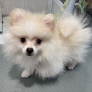 きょうのわんこ
