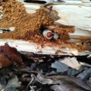 見間違えたかも( ;∀;)