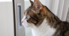 雨のにおいを嗅ぎたい猫。