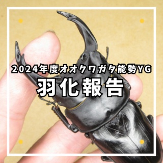 ひろパパ  BreedingJournal
