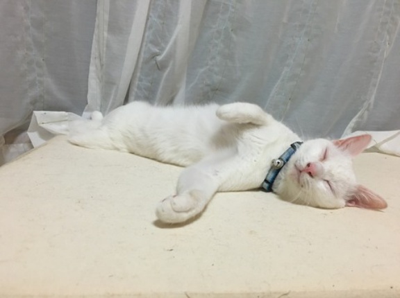 麿白のこと　20260226