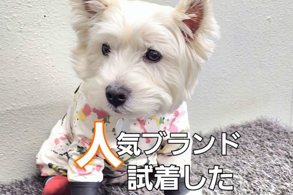 人間様より立派なお洋服を試着に行く。 : たかシェフのおうちごはん