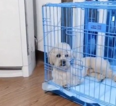 暑さをしのぐための知恵を使う犬「なんて賢い！」