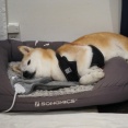 柴犬貫太の変な寝相♪（動画）