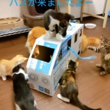 『バスで遊びました』の画像