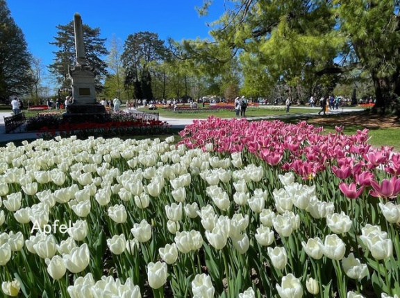 レマン湖畔のチューリップ祭り🇨🇭 in モルジュ(Morges)