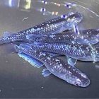 『メダカ入舎情報‼️』の画像