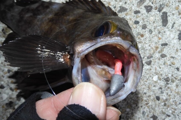 メバル246 さま 専用ページ メバル246 さま 専用ページ SP-14 - 製品情報 | musashi（ムサシ