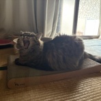 おそらくその平凡こそ幸せ　猫と私と家族の日常