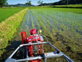おやじの田んぼ（６月１７日 ブラシ除草機３回目実施）