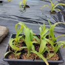 ミルキーシュガー間引き苗の植え付け4/4